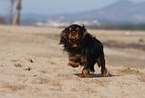 KING CHARLES SPANIEL 011